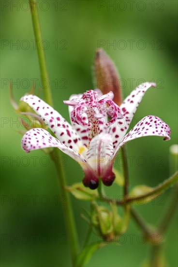 Toad Lily