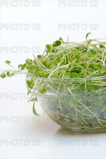 Garden cress