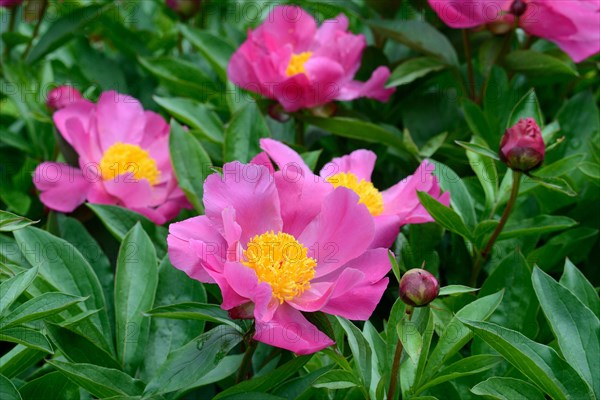 Chinese peony