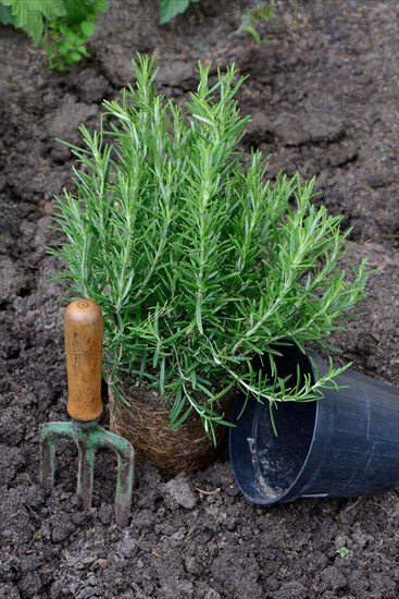 Rosemary