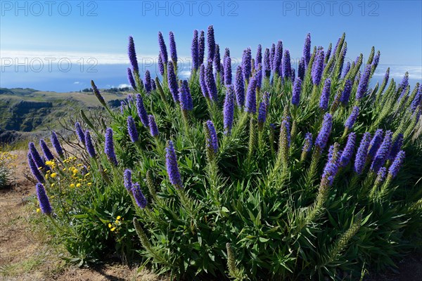 Pride of Madeira