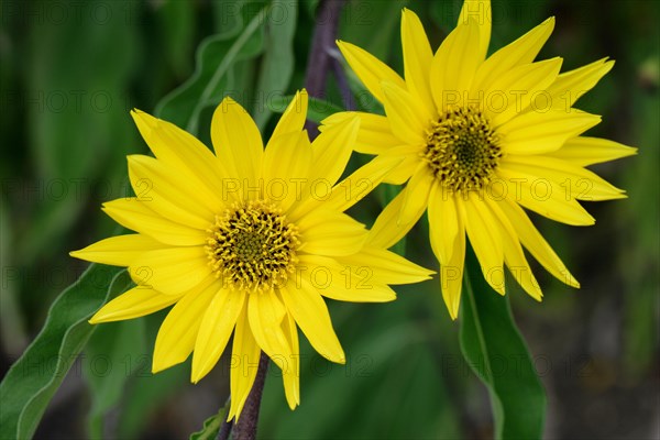 Maximilian sunflower