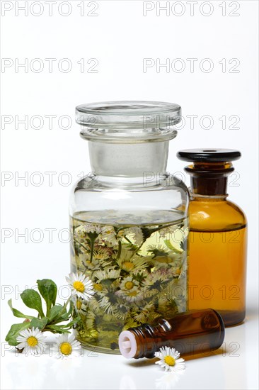 Daisy blossoms and daisy tincture