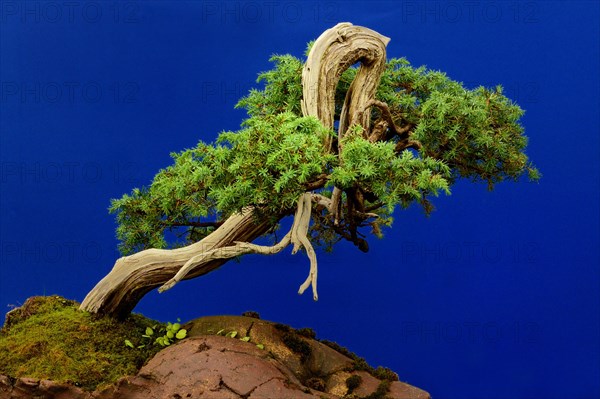 Temple Juniper