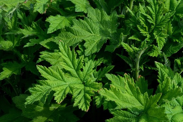 Globe thistle