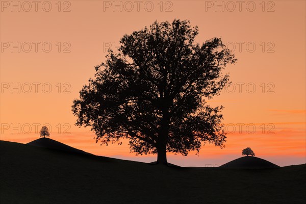 Oak at Hirzelpass