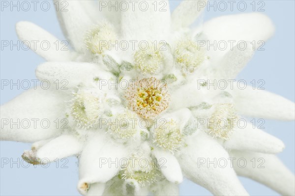 Alpine Edelweiss