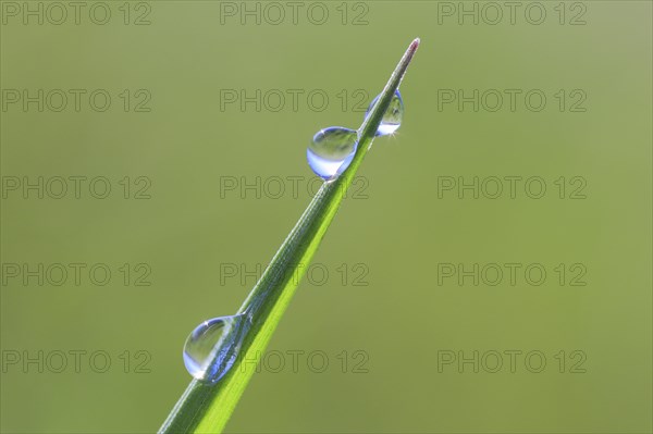 Blade of grass with dew drops