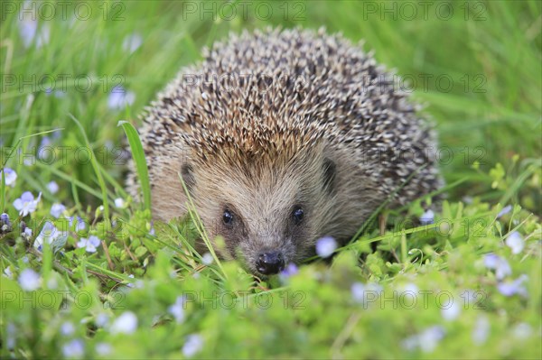 European hedgehog