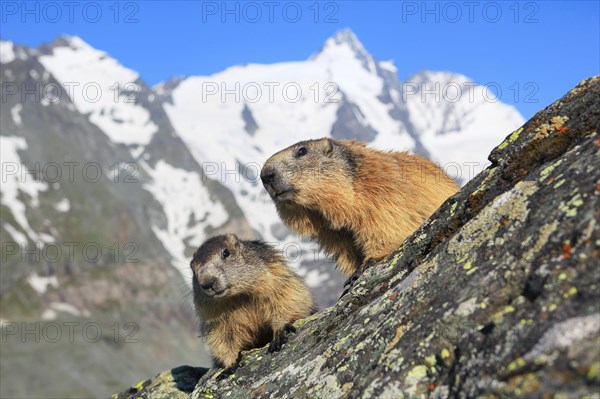 Alpine Marmot