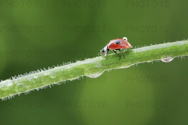 Two-spot ladybird on blade of grass