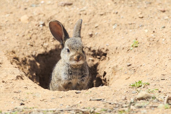 Wild rabbit