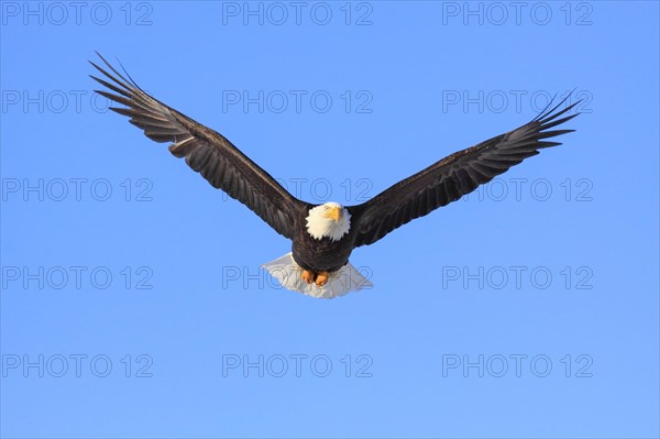 Bald eagle