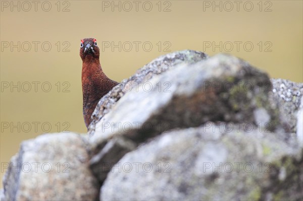 Red Grouse