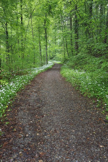 Forest path with blooming wild garlic