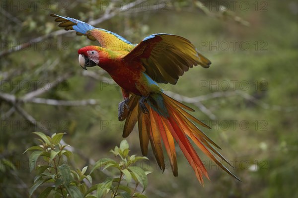 Great green macaw