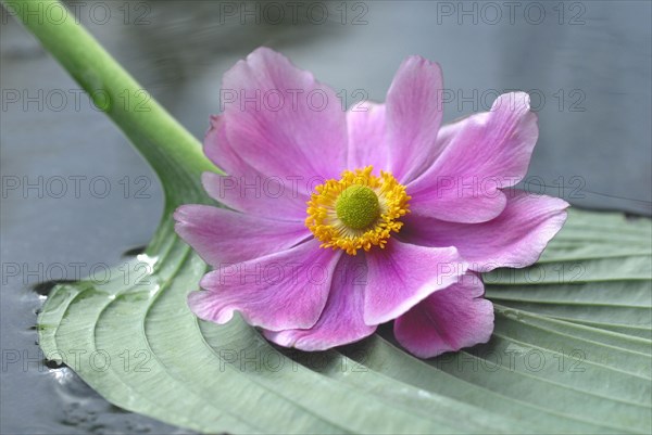 Autumn anemone on leaf