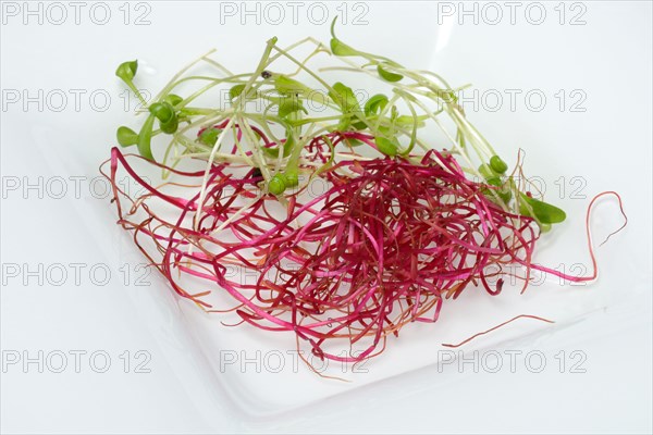 Beetroot sprouts