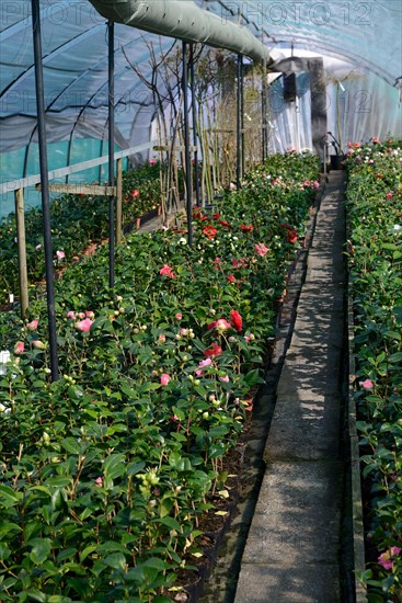 Greenhouse with camellias