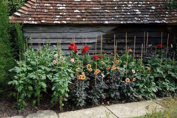 Dahlias