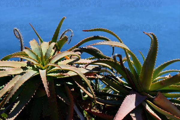 Krantz aloe