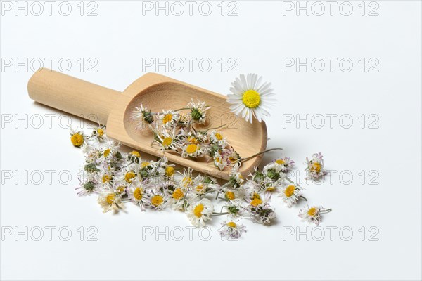 Dried Common daisy