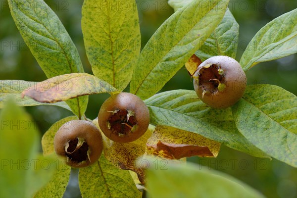 Common medlar