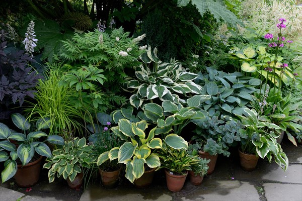 Miscellaneous hostas