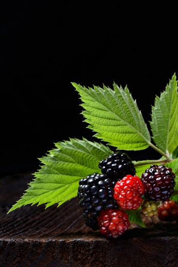 Rubus fruticosus