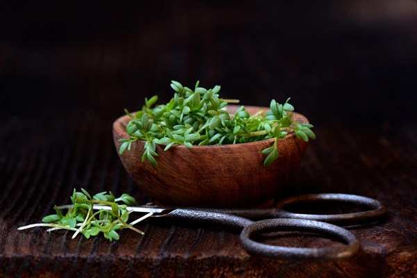 Garden cress