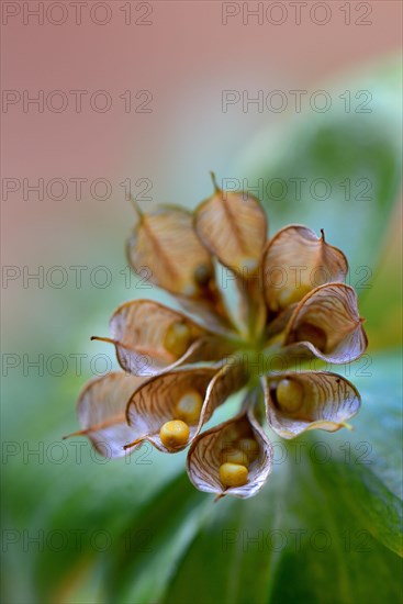 Winter aconite