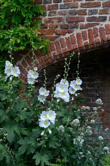 Whites Hollyhock