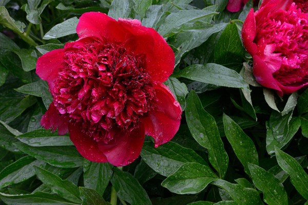 Peony