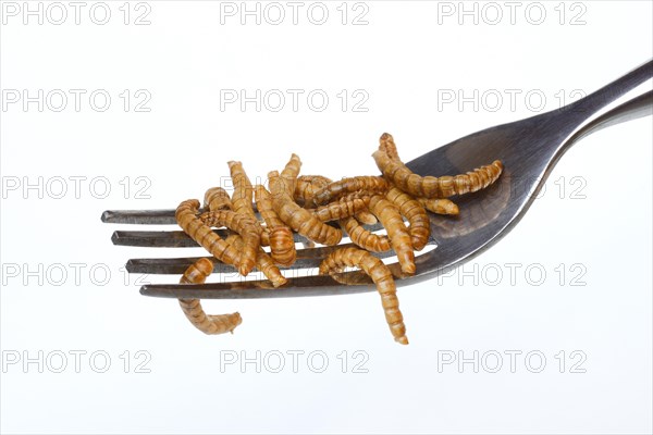 Dried mealworms on fork