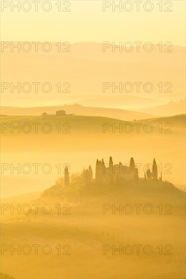 Hilly landscape with cornfields and cypresses