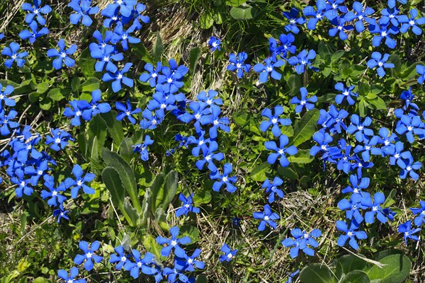 Spring Gentian