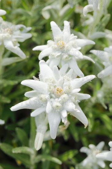 Alpine Edelweiss