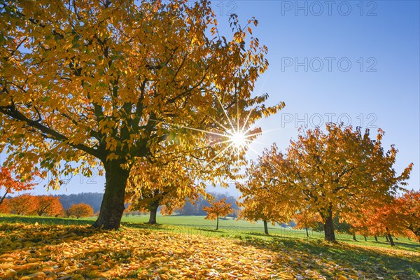 Cherry trees in autumn