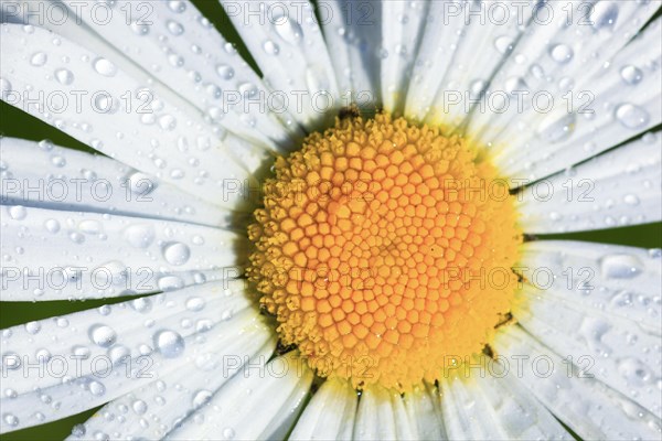 Ox-eye daisy