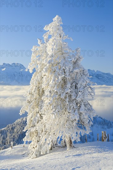 Snowy spruce