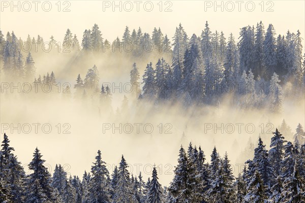 Snowy fir forest