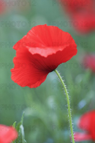 Poppy flowers