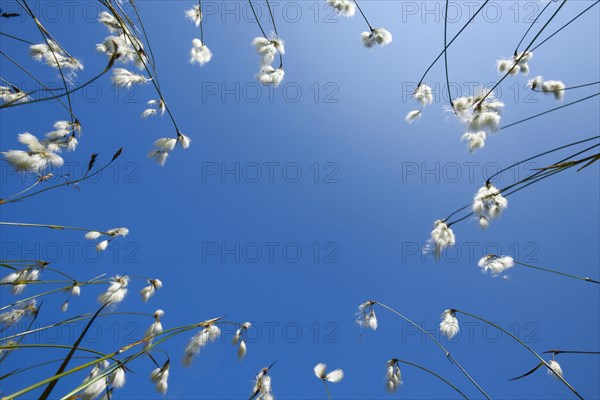Cottongrass