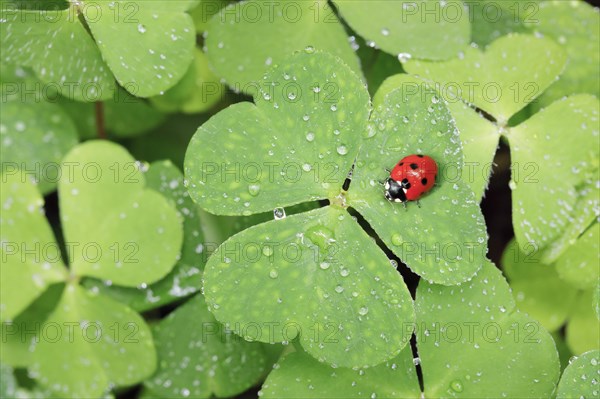 Seven-spot ladybird on clover