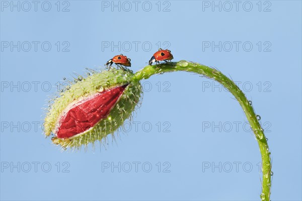 Two-spotted ladybird on poppy flower