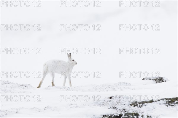 Mountain hare