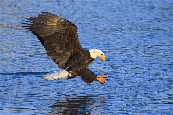 Bald eagle