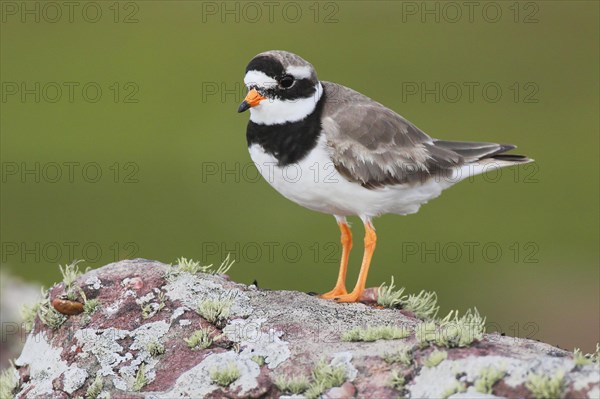 Ringed plover