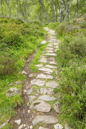 Footpath in birch forest