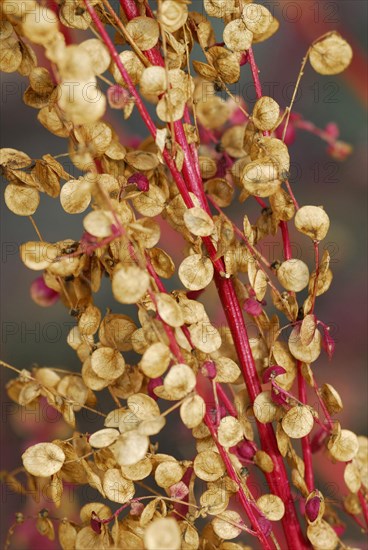 Atriplex hortensis